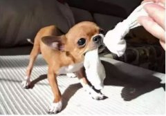  如何阻止狗狗亂咬家具？
