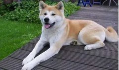 狗狗小知識(shí)，您知道多少？