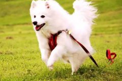 狗狗教會(huì)我們的人生道理，你做到了嗎？