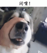 自從養(yǎng)了狗，撿屎官們就多了這些口頭禪……