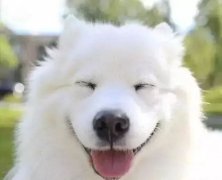 你是什么時候被你家狗撩到的？