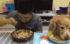 如果你家也有只吃貨狗狗，這點一定要注意！