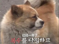 狗子會記仇嗎？
