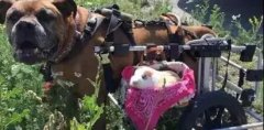 動物間沒有真感情？這只狗狗表示不服！