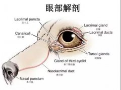 狗狗眼里常含淚水，是為愛感動(dòng)嗎？