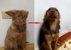 狗知道自己是狗嗎？