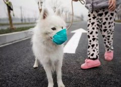 疫情下，如何保證寵物的安全？
