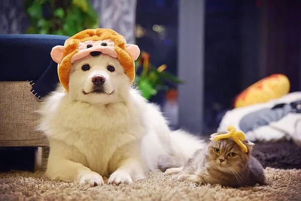 過年啦，家里的貓貓狗狗你是怎么安排的呢？快來看看